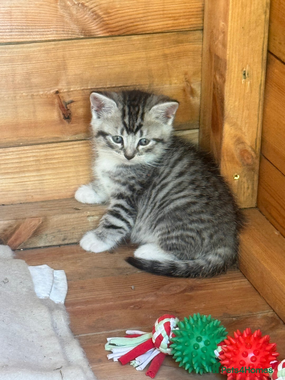 Mixed Breed cats for sale: 6 beautiful kittens looking for homes🏡  - Image 17