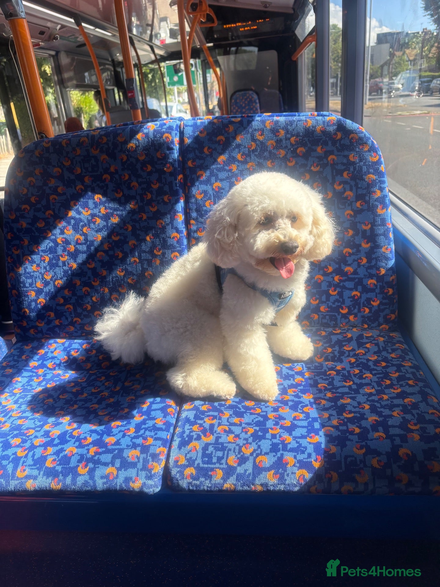 Maltipoo dogs White toy Maltipoo Stud dog /Woolwich - Advert 8