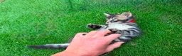 Bengal cats for sale: Bengal X Maine Coon Kittens - Advert 21