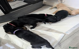 Labrador Retriever dogs for sale: Retriever Labrador puppys for sale - Image 19