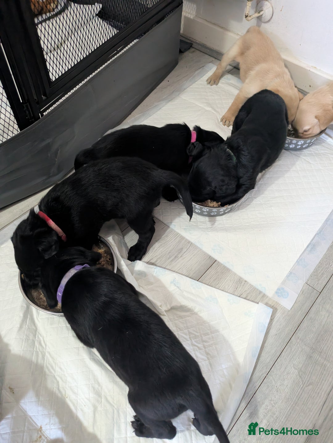 Labrador Retriever dogs for sale: Retriever Labrador puppys for sale - Image 19