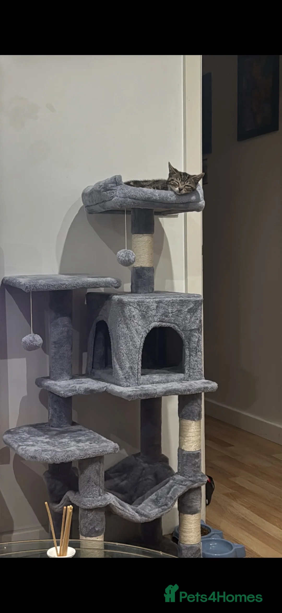 Mixed Breed cats for sale: Tabby kitten - Advert 2