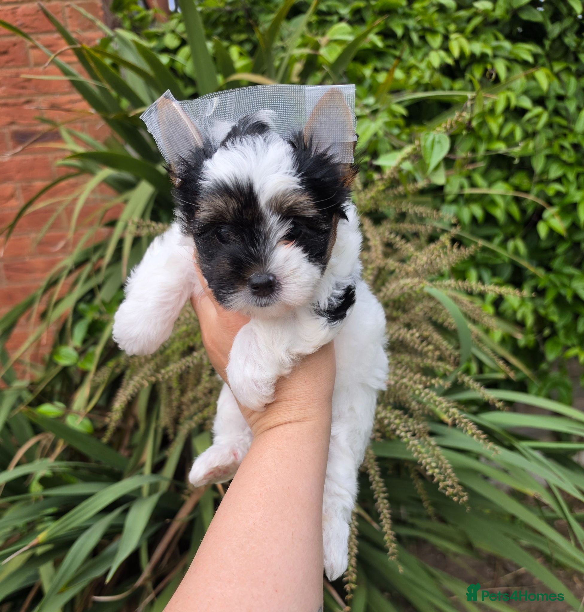 Biewer Terrier dogs Only 1 Girl Left Beautiful Biewer Terriers - Advert 12