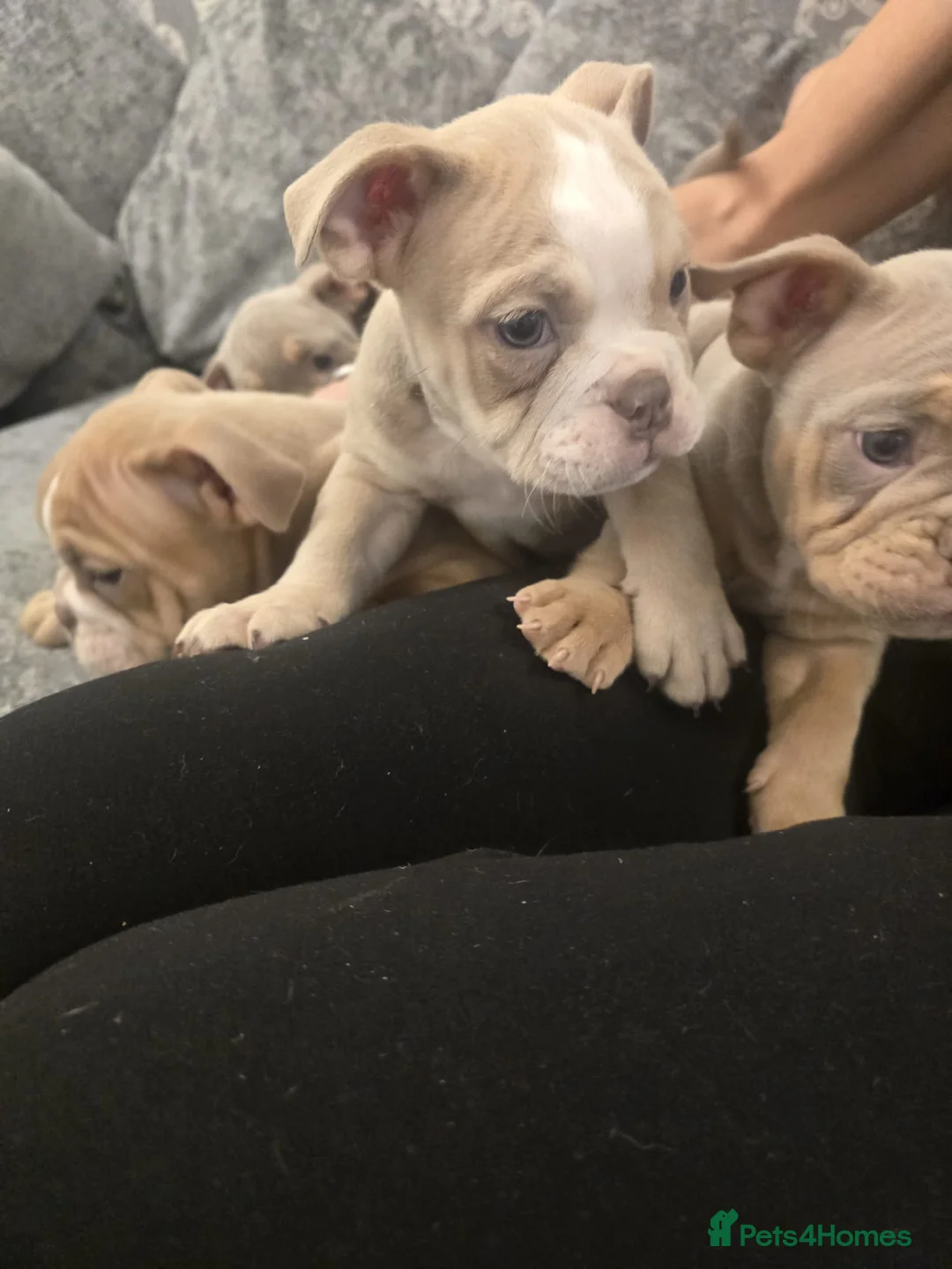 Mixed Breed dogs for sale: Ten week old Pocket Bullies in Rainham - Advert 2