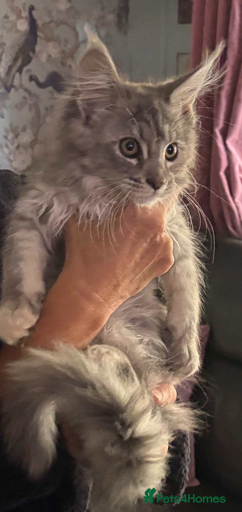 Maine Coon cats GCCF Registered Maine Coons - Advert 1