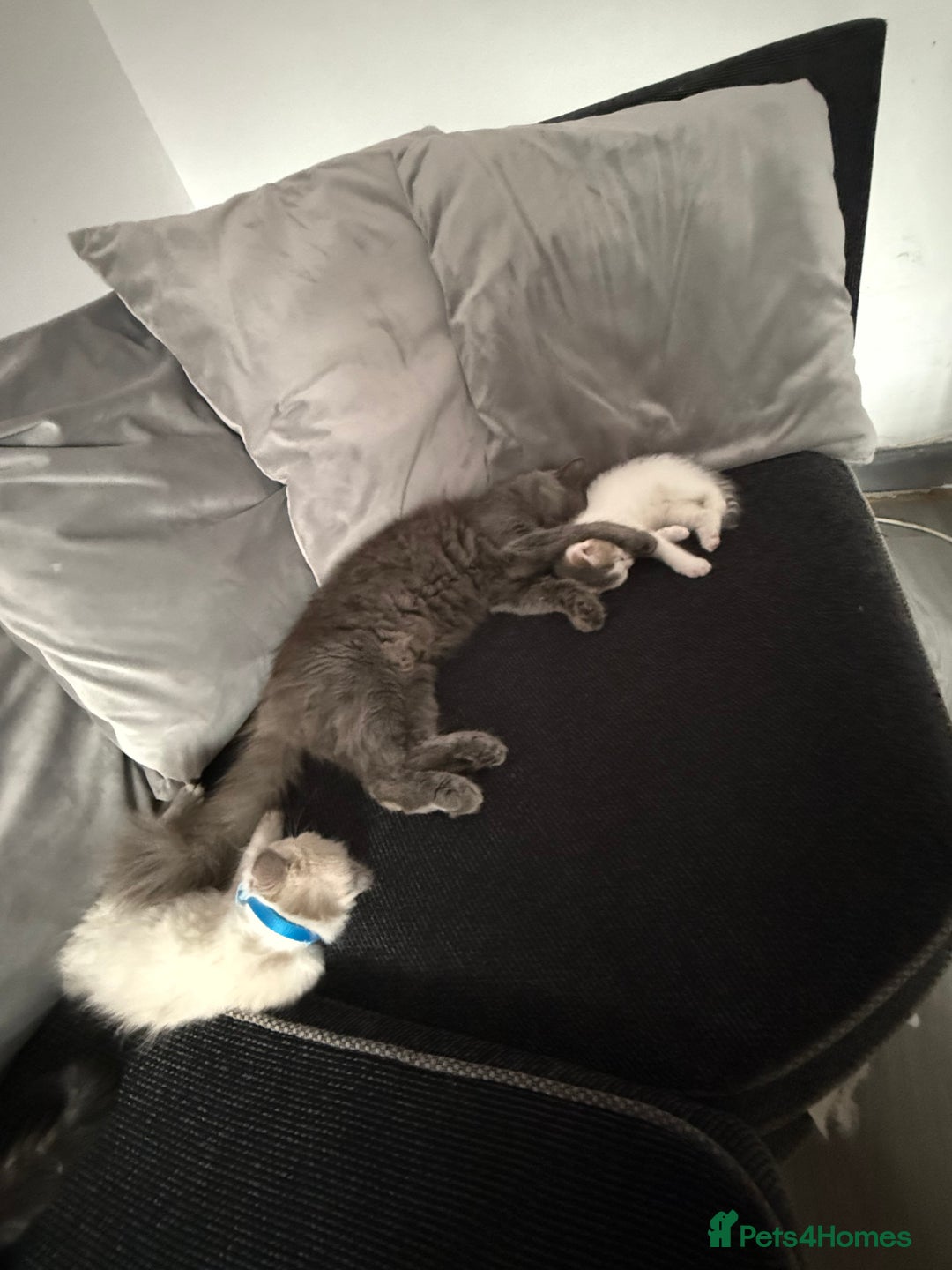British Shorthair cats for sale: Beautiful BSH 2 male 1 female  - Image 14