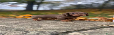 Miniature Dachshund 5