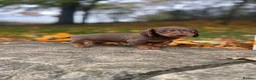 Miniature Dachshund dogs for sale: Miniature Dachshund  - Advert 2