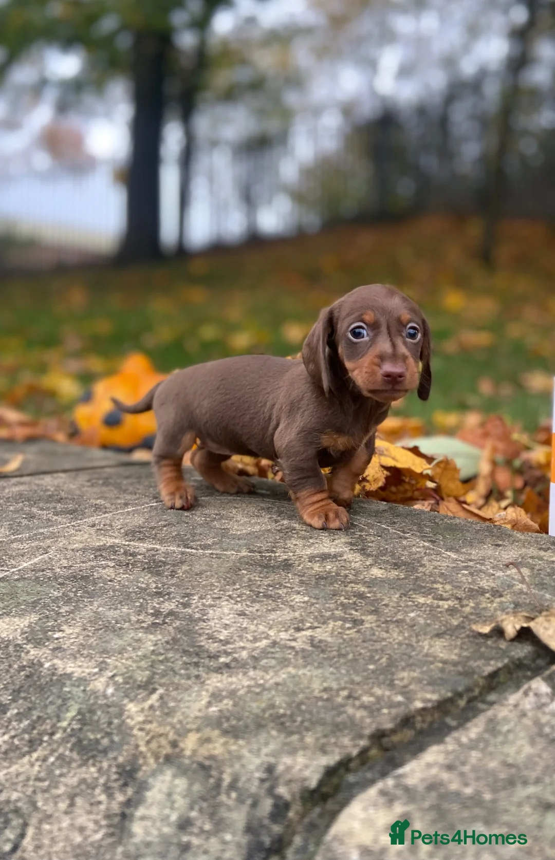 Miniature Dachshund dogs for sale: Miniature Dachshund  - Advert 2