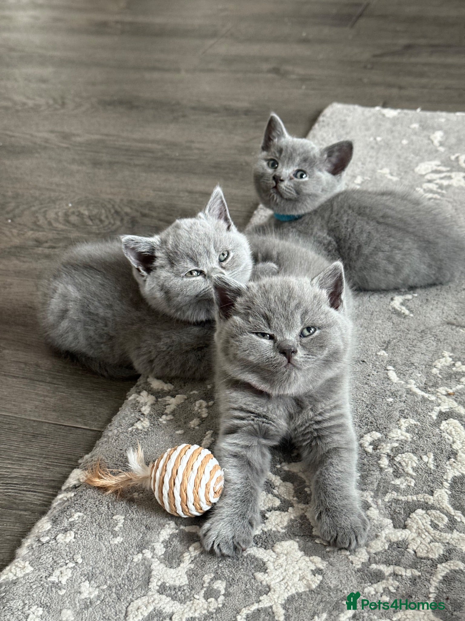 British Shorthair cats 4 British Shorthair kittens in London - Advert 17