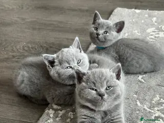 British Shorthair cats 4 British Shorthair kittens in London - Advert 17