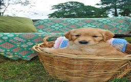 Golden Retriever dogs for sale: 🐾 KC Registered Golden Retriever Puppies 🐾 - Image 25