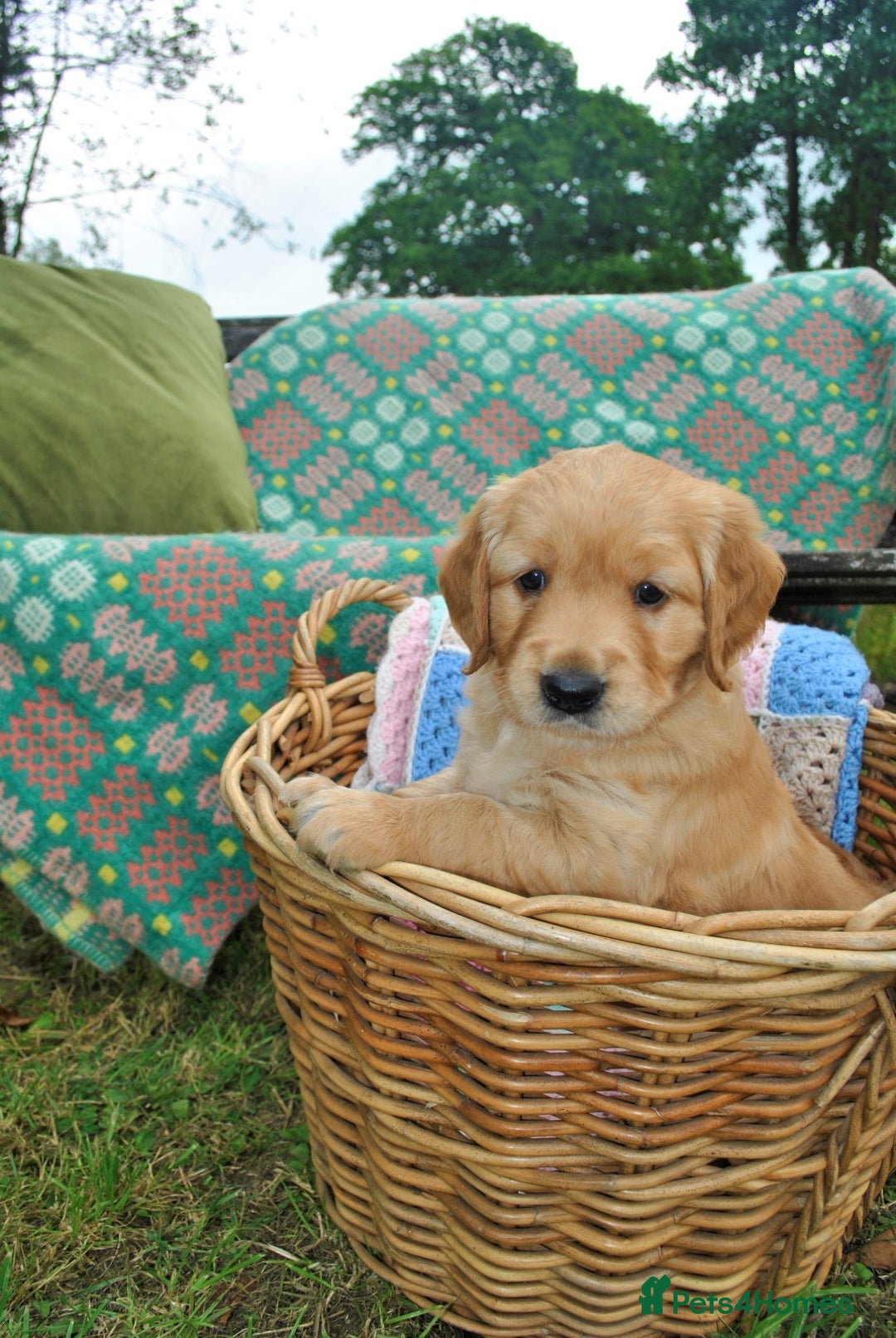 Golden Retriever dogs for sale: 🐾 KC Registered Golden Retriever Puppies 🐾 - Image 25