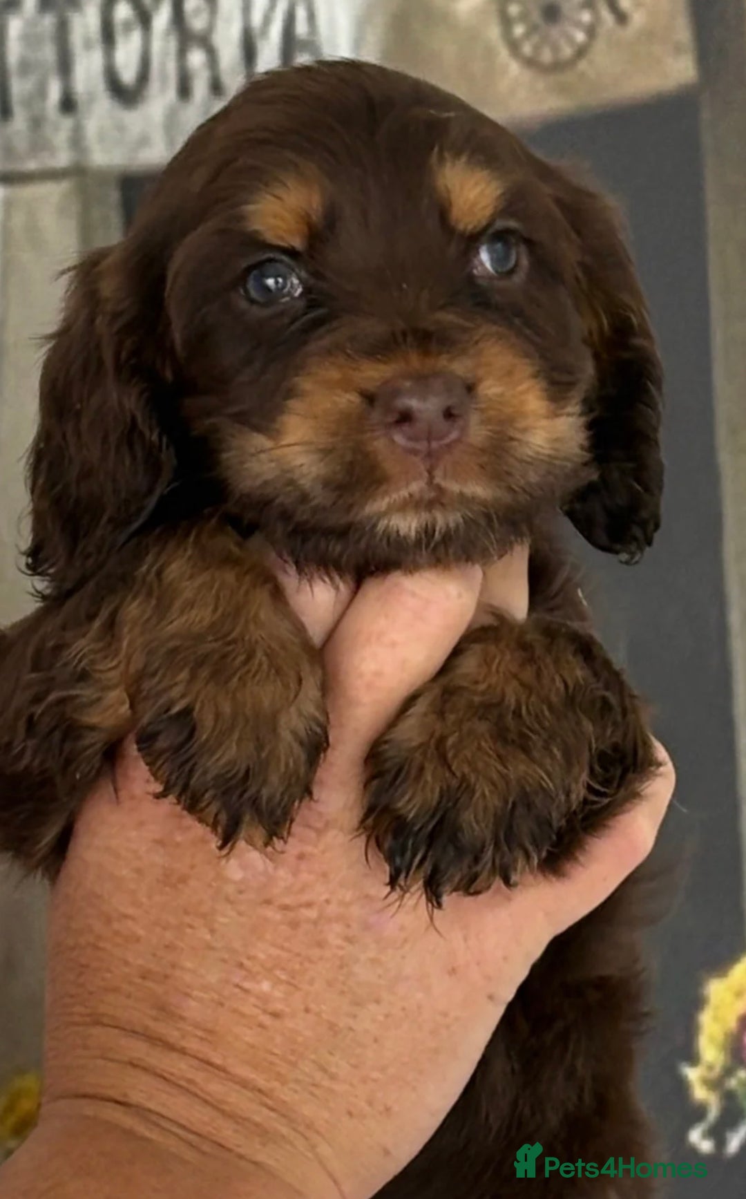 Cocker Spaniel dogs for sale: 🩷one girl available 💙2 boys available  🐶🐶 - Image 1