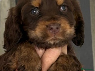 Cocker Spaniel dogs for sale - Advert 1