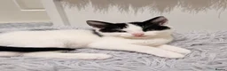 Mixed Breed cats for sale: 4 gorgeous female black and white kittens. - Advert 4