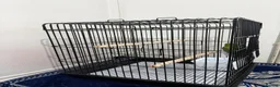 Ringnecks birds for sale: Young Indian Ringneck with cage  in Edgware - Advert 3