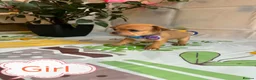 Chihuahua dogs for sale: Chihuahua puppies - Advert 32