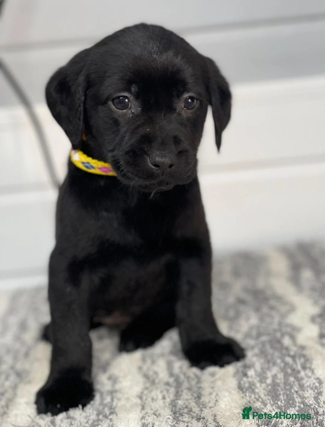 Labrador Retriever dogs for sale: Beautiful Labrador puppy’s  - Advert 8