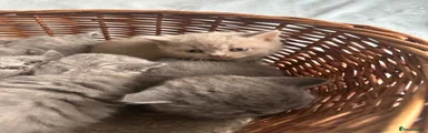 British Shorthair Kitten 1