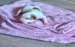 Staffordshire Bull Terrier dogs for sale: Staffy White with Blue  - Image 6