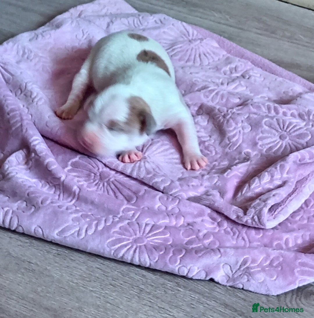 Staffordshire Bull Terrier dogs for sale: Staffy White with Blue  - Image 6
