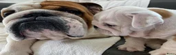 English Bulldog dogs for sale: Three Little Wrinkles Pure Bulldogs, Sweet Hearts - Advert 1