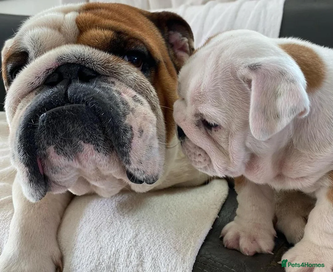 English Bulldog dogs for sale: Three Little Wrinkles Pure Bulldogs, Sweet Hearts - Advert 1