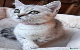 British Shorthair cats for sale: ✨LAST KITTEN LEFT✨OPEN TO OFFERS FOR RIGHT HOME✨ - Image 31