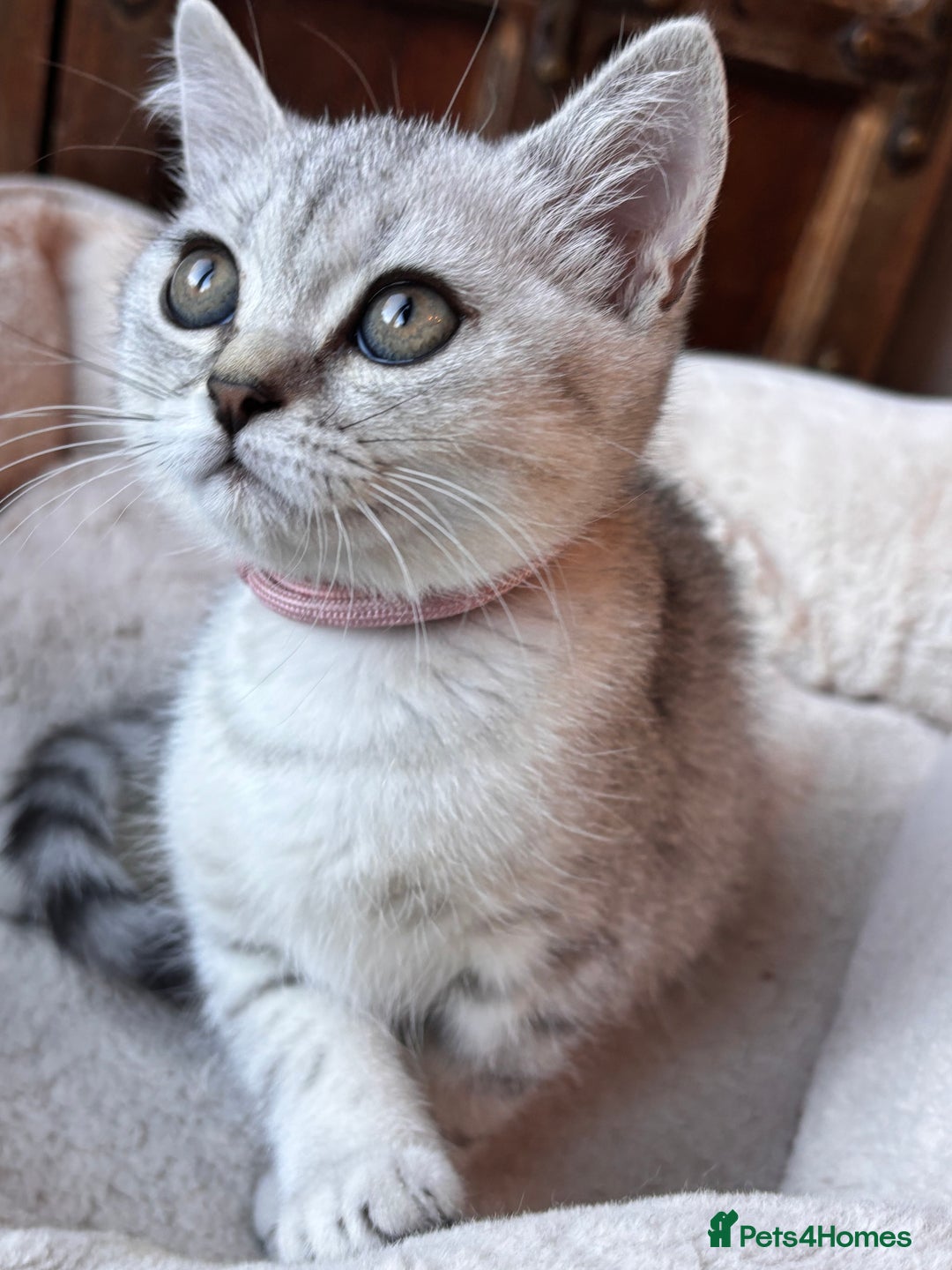 British Shorthair cats for sale: ✨LAST KITTEN LEFT✨OPEN TO OFFERS FOR RIGHT HOME✨ - Image 31