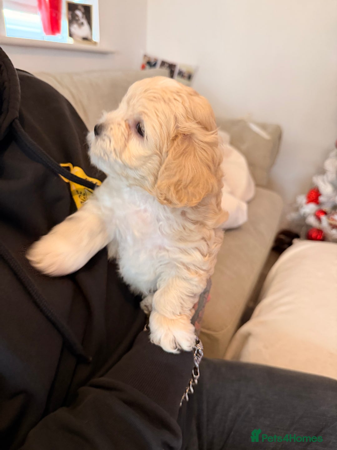 Mixed Breed dogs for sale: Malticavapoo - Advert 2