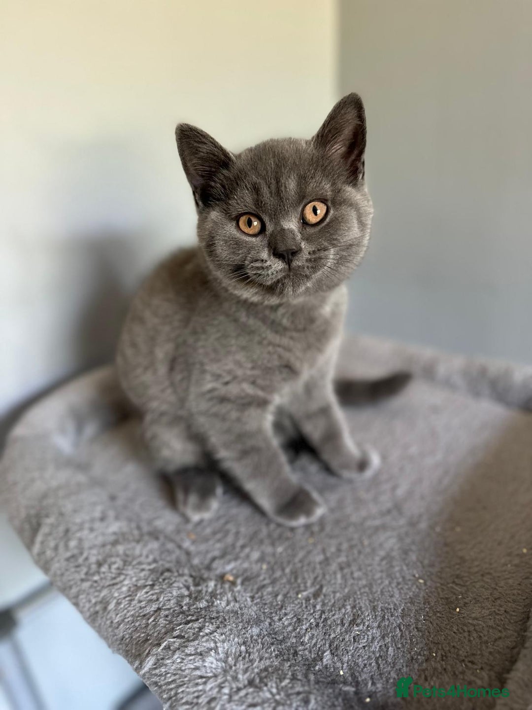 British Shorthair cats for sale: GCCF REG. ACTIVE BSH KITTENS SHOW LINES - Image 21