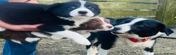 Border Collie dogs for sale: (KC reg pending) Border Collie Puppies For Sale - Advert 3