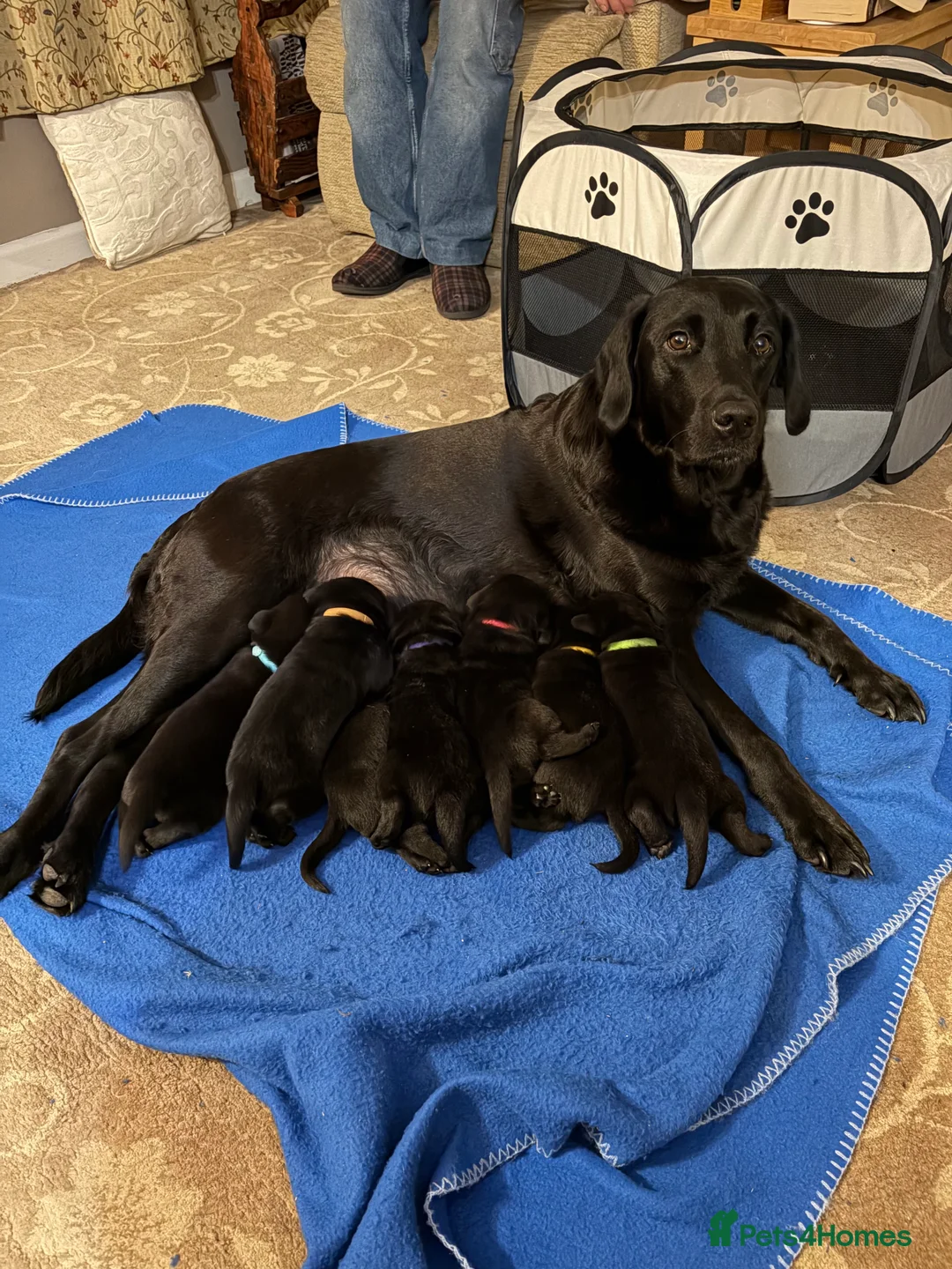 Labrador Retriever dogs for sale: 1 left boy Black Labrador Puppy for sale Cornwall  - Advert 1