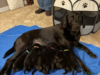 Labrador Retriever dogs Black Labrador Puppies for sale - Cornwall - Advert 7