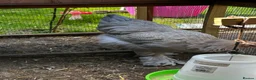 Chickens poultry for sale: Rare Isabella Brahma for sale  - Advert 5
