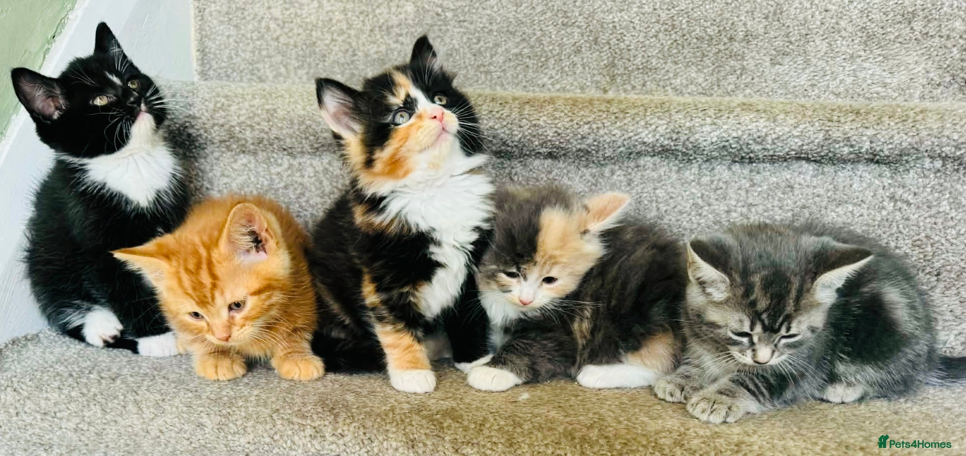 Mixed Breed cats Maine coon cross kittens  - Advert 1