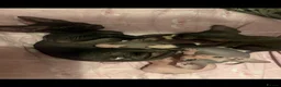 Sphynx cats for sale: Full breed Sphynx kittens for sale  - Advert 11
