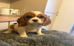 Cavalier King Charles Spaniel dogs for sale: ✨Adorable King Charles Cavalier Puppies✨READY NOW✨ - Advert 5