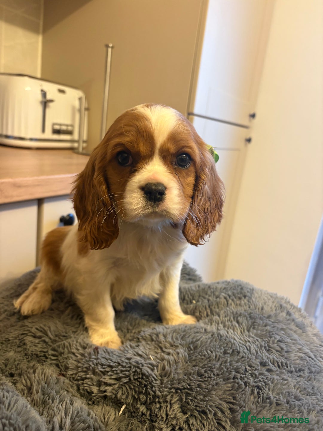 Cavalier King Charles Spaniel dogs for sale: ✨Adorable King Charles Cavalier Puppies✨READY NOW✨ - Advert 5