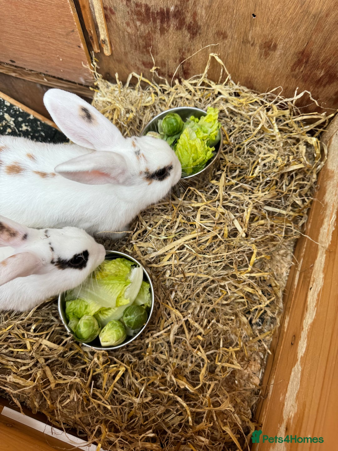 Mini Lop rabbits for sale: 2 x mini lop female rabbits for sale £60 - Image 4
