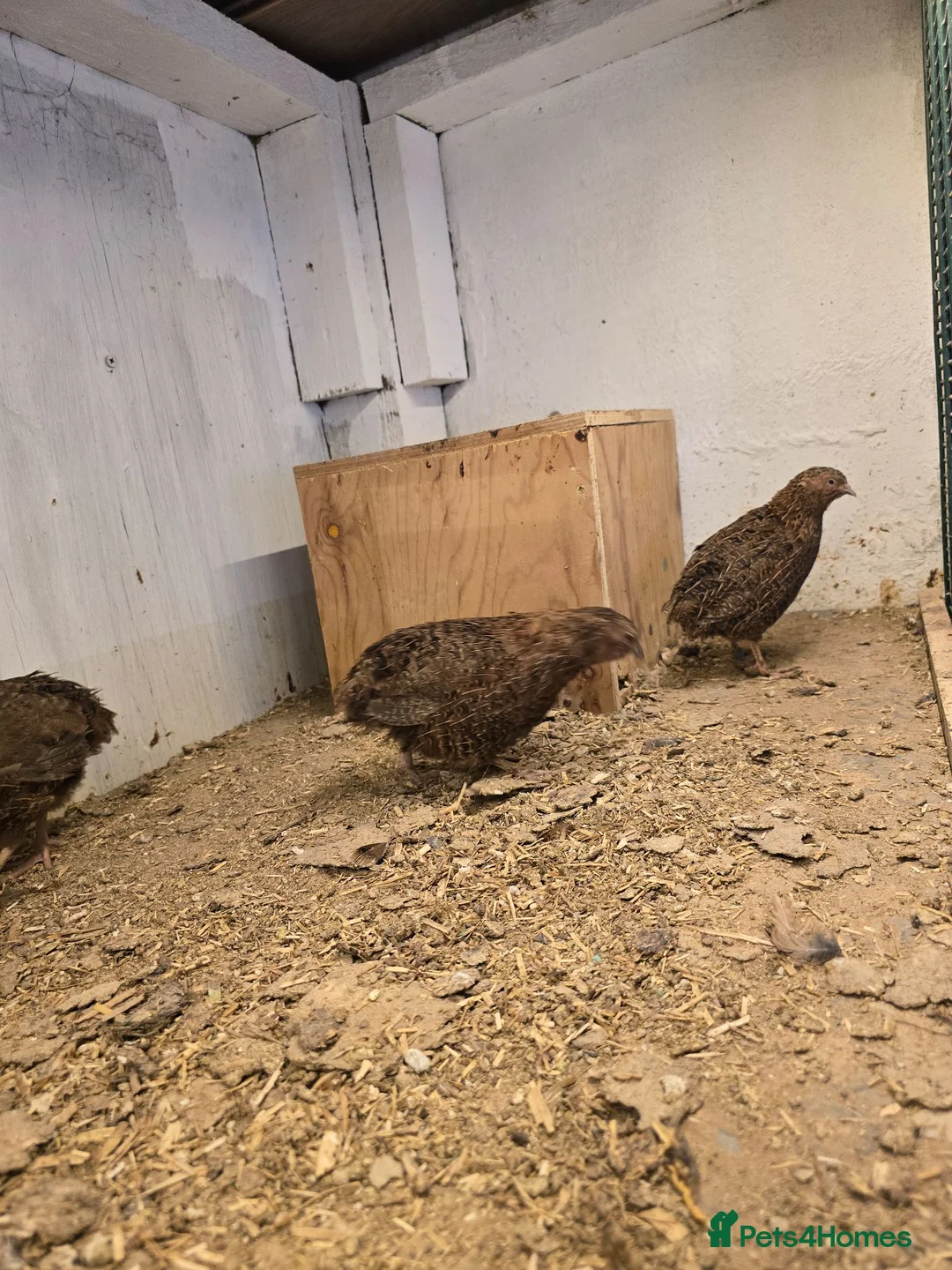 Quail poultry for sale: Four Male quail for sale for aviary in Doncaster - Advert 6