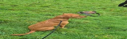 Labrador Retriever dogs for sale: Health Tested KC FoxRed Working Labrador Puppies  - Advert 19