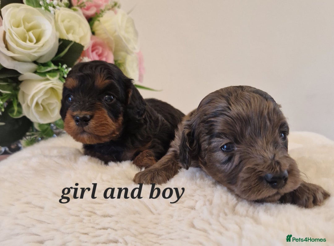 Doxiepoo dogs for sale: Daxipoo  - Image 2