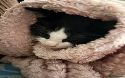 Mixed Breed cats for sale: 5 kittens for Sale - Image 16