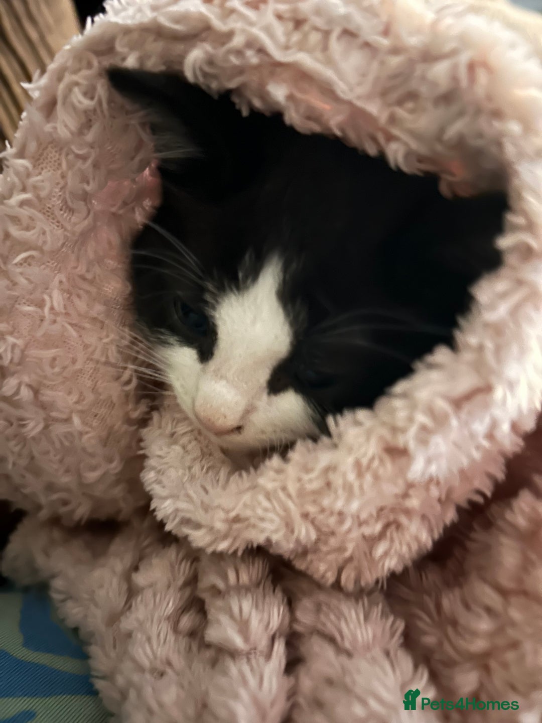 Mixed Breed cats for sale: 5 kittens for Sale - Image 16