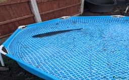 Pond Fish fish for sale: Grass carp metre long  - Image 3