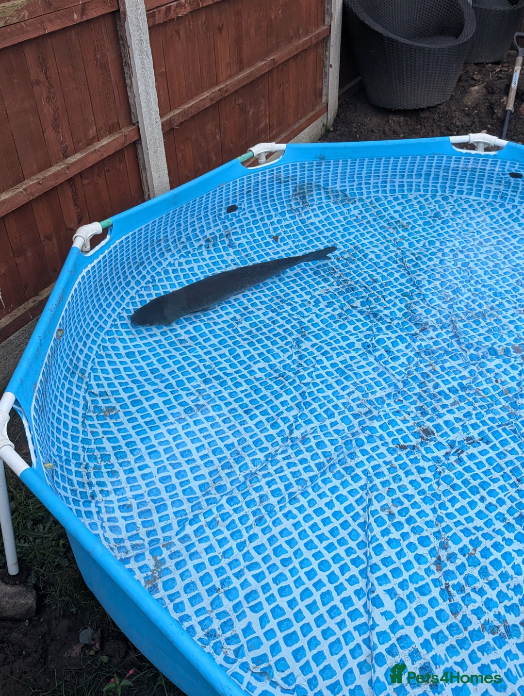 Pond Fish fish for sale: Grass carp metre long  - Image 3