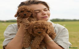 Toy Poodle dogs for sale: 🐩💖 Charming Toy Poodle Puppies for Sale 🐾✨ - Image 6