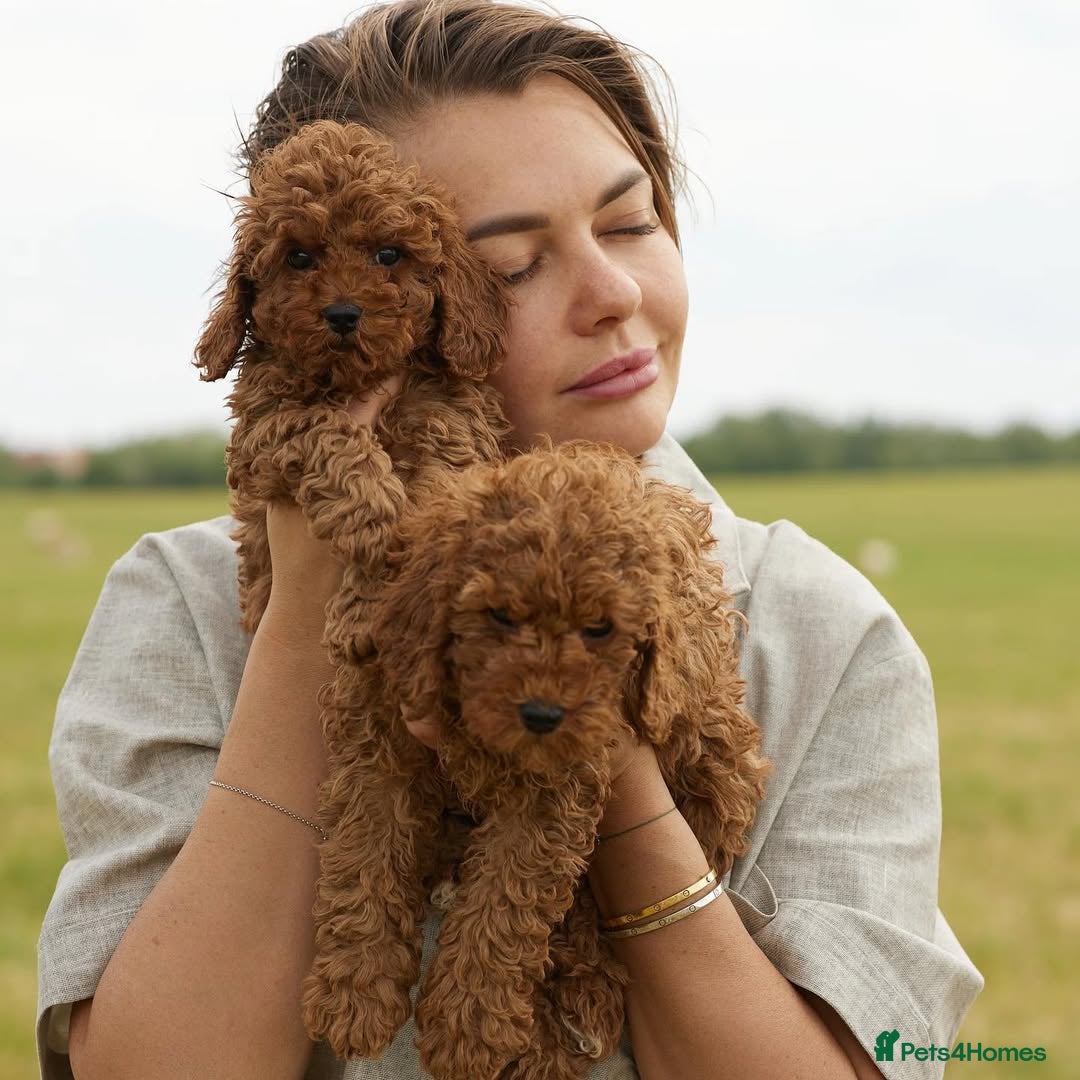 Toy Poodle dogs for sale: 🐩💖 Charming Toy Poodle Puppies for Sale 🐾✨ - Image 6